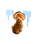 テディベアカット H31.2.21（個別スタンプ：2）