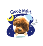 テディベアカット H31.2.21（個別スタンプ：7）