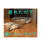 むぎたんゆきたん4（個別スタンプ：15）