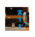 むぎたんゆきたん4（個別スタンプ：19）