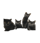 きりねこ ˙꒳˙)❷（個別スタンプ：8）
