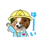 ぱぴぱぴパピヨン99（個別スタンプ：11）