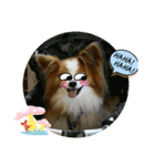 ぱぴぱぴパピヨン99（個別スタンプ：13）