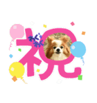 ぱぴぱぴパピヨン99（個別スタンプ：17）