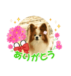 ぱぴぱぴパピヨン99（個別スタンプ：20）