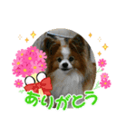 ぱぴぱぴパピヨン99（個別スタンプ：22）