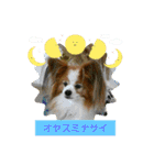 ぱぴぱぴパピヨン99（個別スタンプ：24）