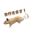 キンクマハムスターのごんた（個別スタンプ：1）