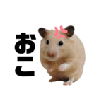 キンクマハムスターのごんた（個別スタンプ：4）