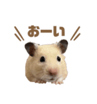 キンクマハムスターのごんた（個別スタンプ：5）