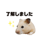 キンクマハムスターのごんた（個別スタンプ：6）
