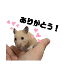 キンクマハムスターのごんた（個別スタンプ：9）