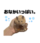 キンクマハムスターのごんた（個別スタンプ：12）