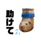 キンクマハムスターのごんた（個別スタンプ：13）