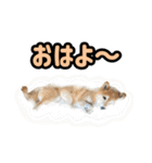 柴犬ごろうの生活2（個別スタンプ：1）