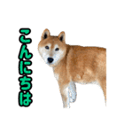 柴犬ごろうの生活2（個別スタンプ：2）
