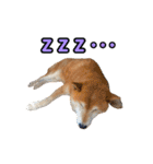 柴犬ごろうの生活2（個別スタンプ：3）