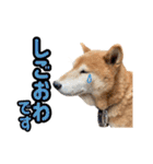 柴犬ごろうの生活2（個別スタンプ：4）