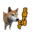 柴犬ごろうの生活2（個別スタンプ：5）