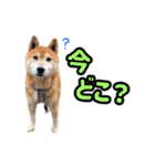 柴犬ごろうの生活2（個別スタンプ：6）