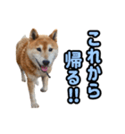 柴犬ごろうの生活2（個別スタンプ：7）