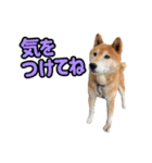 柴犬ごろうの生活2（個別スタンプ：8）