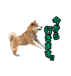 柴犬ごろうの生活2（個別スタンプ：9）