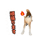柴犬ごろうの生活2（個別スタンプ：10）