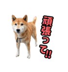 柴犬ごろうの生活2（個別スタンプ：11）