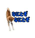 柴犬ごろうの生活2（個別スタンプ：12）