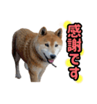 柴犬ごろうの生活2（個別スタンプ：13）