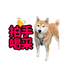 柴犬ごろうの生活2（個別スタンプ：14）
