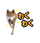 柴犬ごろうの生活2（個別スタンプ：15）