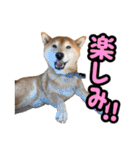 柴犬ごろうの生活2（個別スタンプ：16）