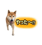 柴犬ごろうの生活2（個別スタンプ：17）