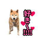 柴犬ごろうの生活2（個別スタンプ：18）