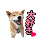 柴犬ごろうの生活2（個別スタンプ：19）