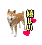 柴犬ごろうの生活2（個別スタンプ：20）