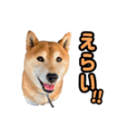 柴犬ごろうの生活2（個別スタンプ：21）