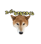 柴犬ごろうの生活2（個別スタンプ：22）