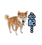 柴犬ごろうの生活2（個別スタンプ：23）