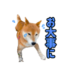 柴犬ごろうの生活2（個別スタンプ：24）