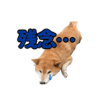 柴犬ごろうの生活2（個別スタンプ：25）