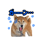 柴犬ごろうの生活2（個別スタンプ：26）