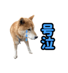 柴犬ごろうの生活2（個別スタンプ：27）