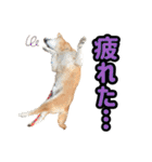 柴犬ごろうの生活2（個別スタンプ：28）