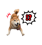 柴犬ごろうの生活2（個別スタンプ：29）