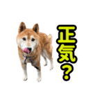 柴犬ごろうの生活2（個別スタンプ：30）