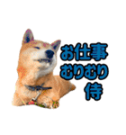 柴犬ごろうの生活2（個別スタンプ：31）