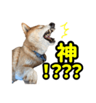 柴犬ごろうの生活2（個別スタンプ：32）